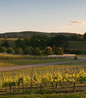 View of Barboursville Vineyards